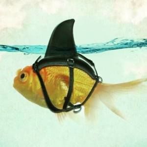 Meet your Posher, Kym